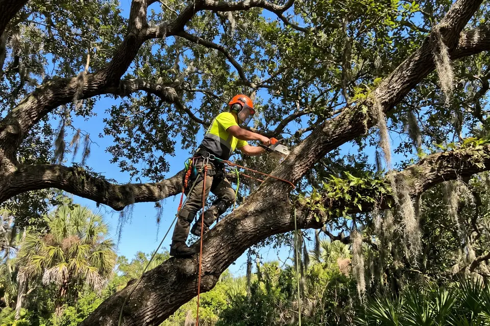 Tree worker in an orange helmet and safety-yellow shirt standing on a live oak limb, cutting a branch with a chainsaw against blue sky