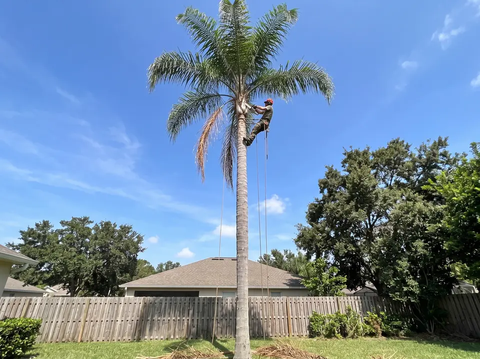 Climber on ropes trimming brown fronds from a tall queen palm in a fenced backyard
