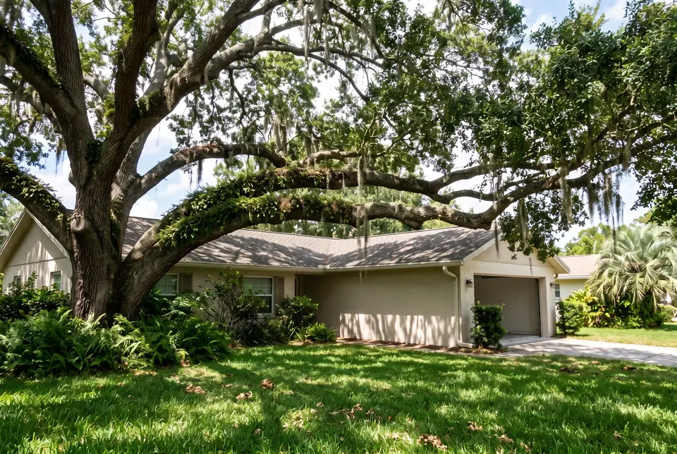 Mature live oak with long horizontal limbs draped in Spanish moss stretching over the roof of a home
