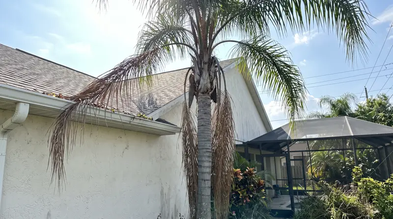 Queen palm with dead brown fronds hanging against the trunk and draped over a roof gutter