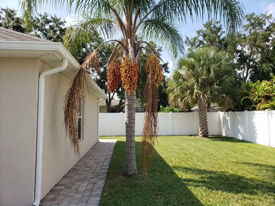Side yard with a fruiting queen palm dropping dead fronds near the gutter and a full sabal palm by the back fence