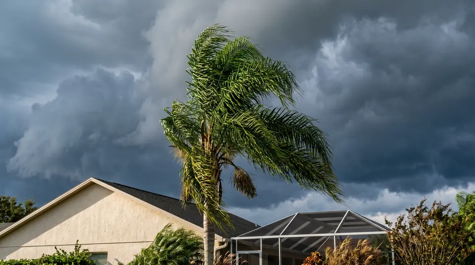 Queen palm with a full crown bending in strong wind under dark storm clouds beside a screened pool cage