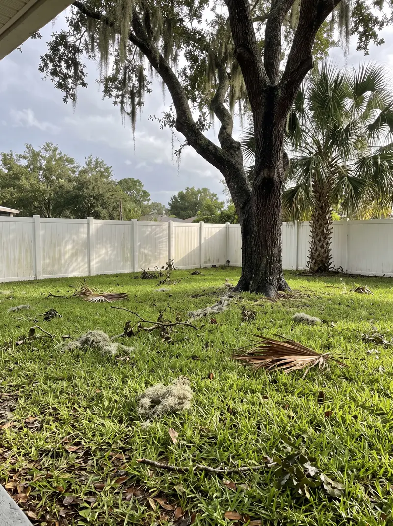 Backyard lawn scattered with twigs, Spanish moss and a few palm fronds, with the oak and palm still standing upright