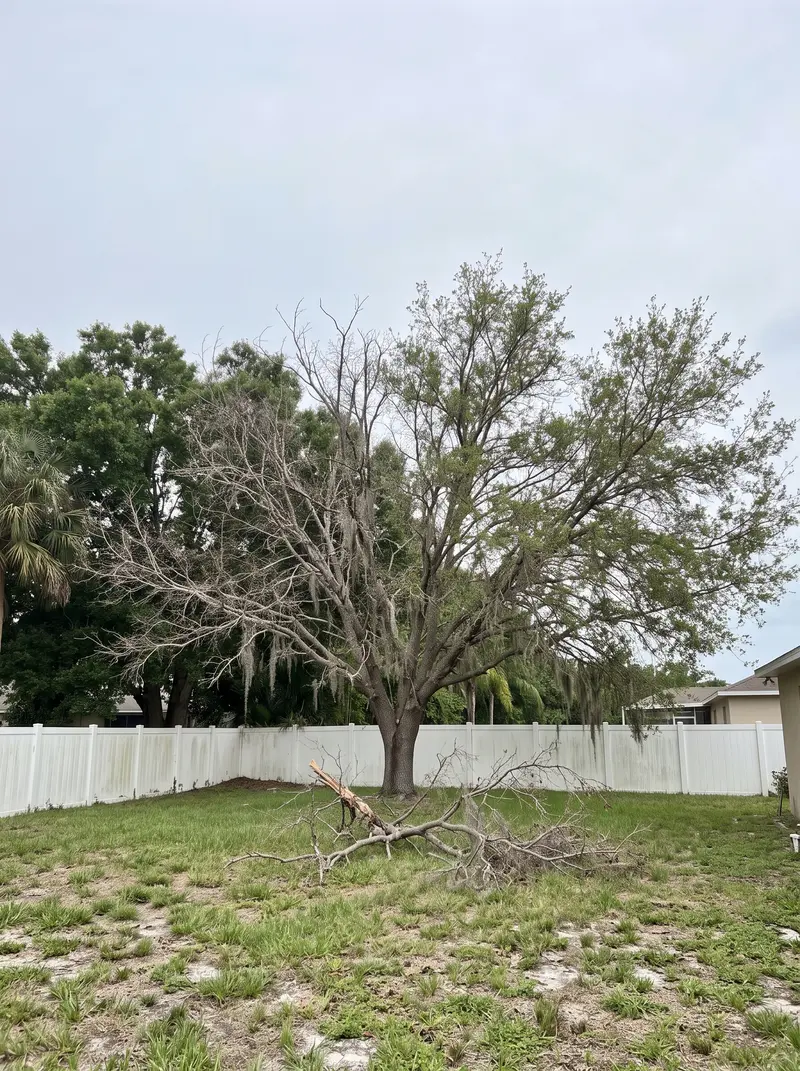 Oak in a fenced backyard with half its canopy bare and gray, a broken dry limb on the lawn below